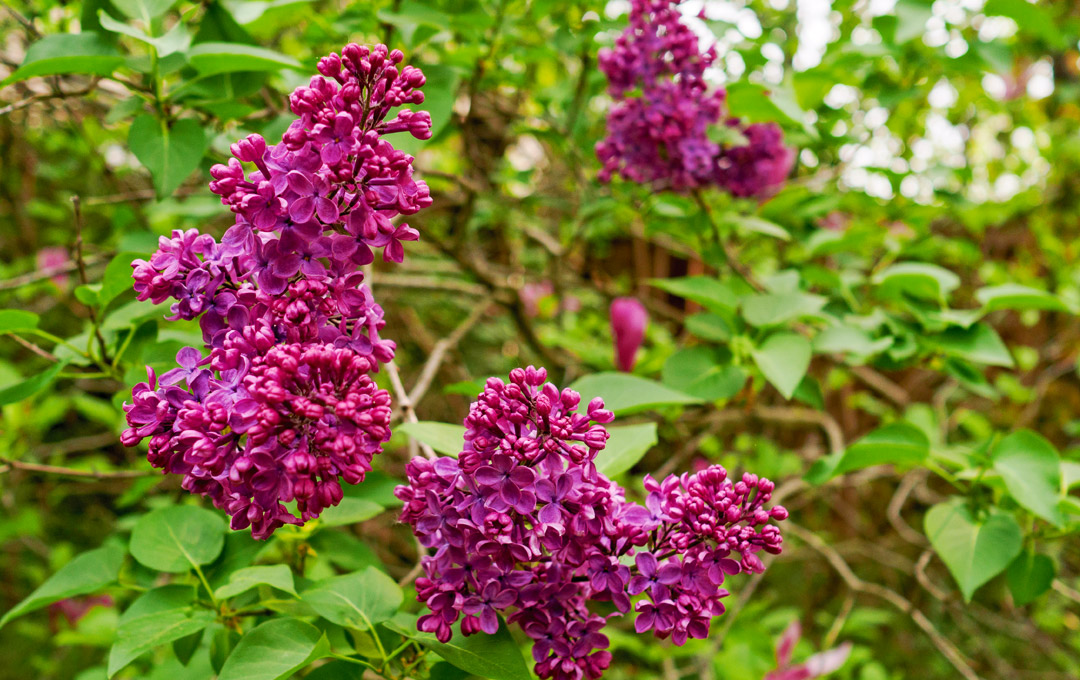 Setting the garden stage for early spring lilacs and mid-spring rose blooms