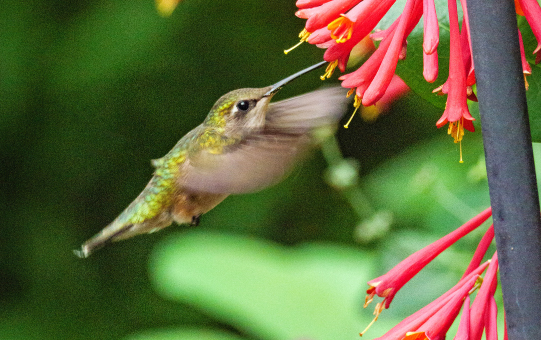 Strategies for the Changing Weather in Your Garden