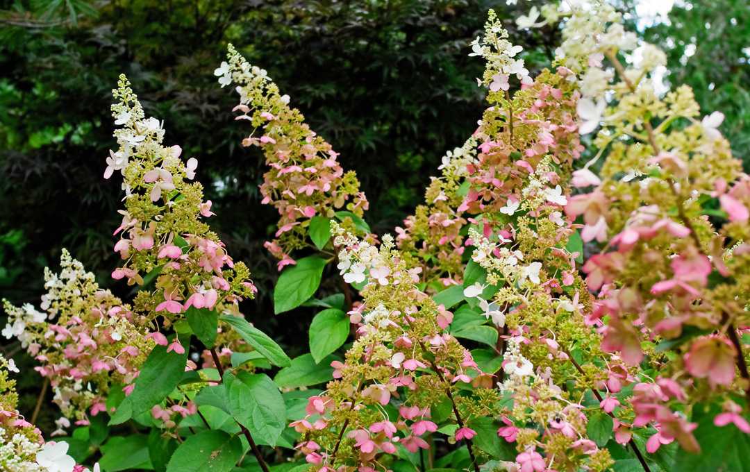 Revitalizing a lawn, the permanent way